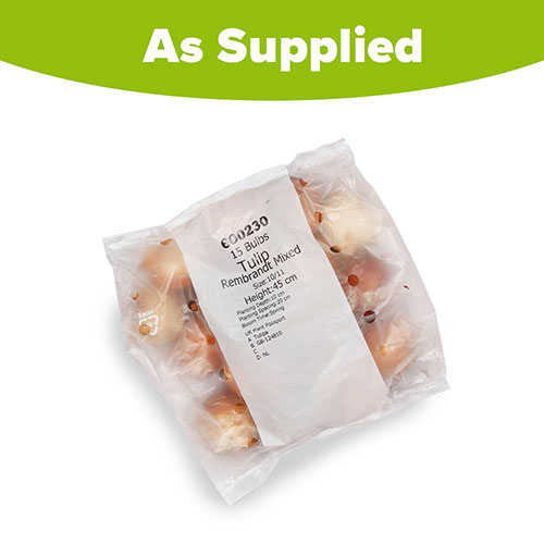 Tulip Rembrandt Mix Tulip Rembrandt Mix