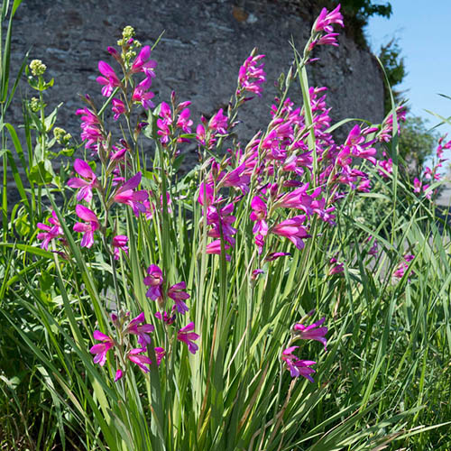 Gladiolus Byzantinus Gladiolus Byzantinus