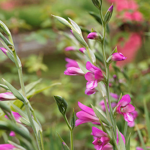 Gladiolus Byzantinus Gladiolus Byzantinus