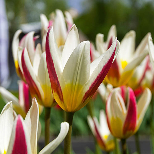 First Spring Tulip and Crocus Mix First Spring Tulip and Crocus Mix