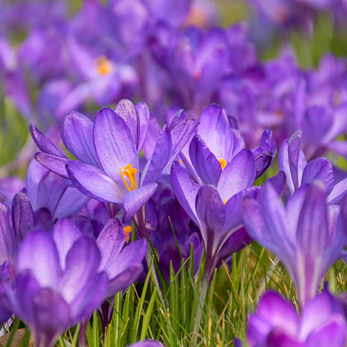First Spring Tulip and Crocus Mix First Spring Tulip and Crocus Mix