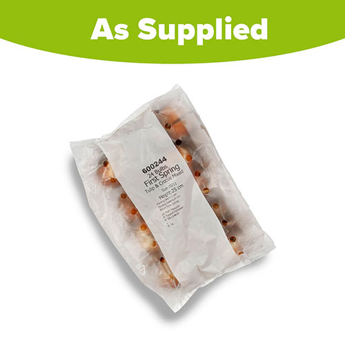 First Spring Tulip and Crocus Mix First Spring Tulip and Crocus Mix