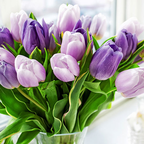 Tulip Paradise Purple Mix Tulip Paradise Purple Mix