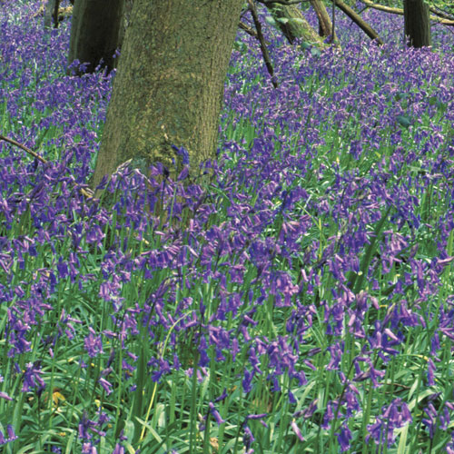 English Bluebells English Bluebells