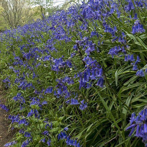 English Bluebells English Bluebells