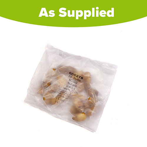 English Bluebells English Bluebells