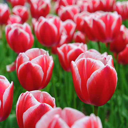 Tulips Miniature Red/White Tulips Miniature Red/White
