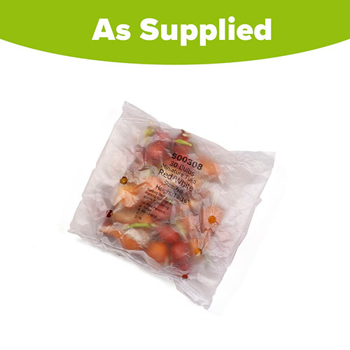 Tulips Miniature Red/White Tulips Miniature Red/White