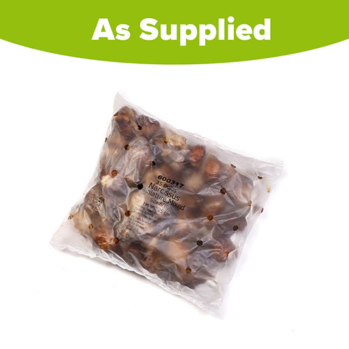 Narcissus Miniature Mixed Narcissus Miniature Mixed