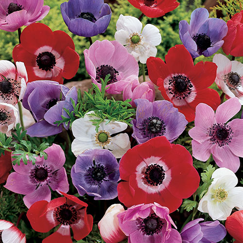 Anemone De Caen Mix Anemone De Caen Mix