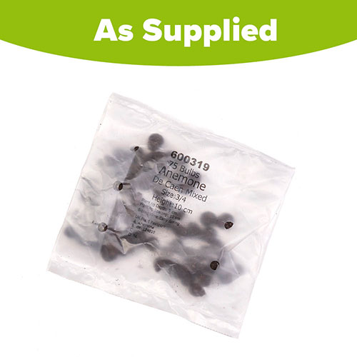 Anemone De Caen Mix Anemone De Caen Mix