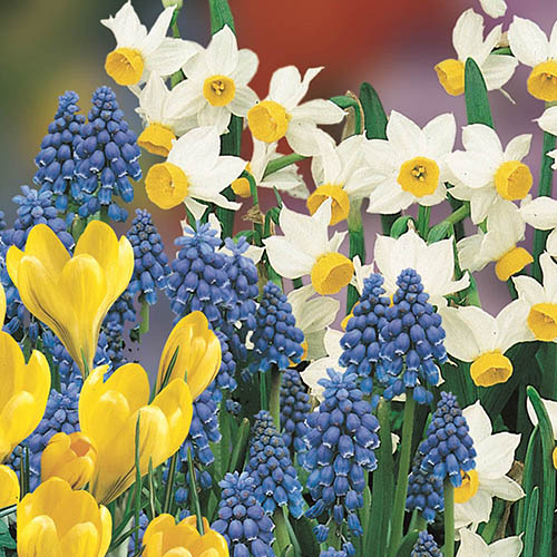 Blooming Fast Drop In Bulb Planter Balcony Beauty Pack Blooming Fast Drop In Bulb Planter Balcony Beauty Pack