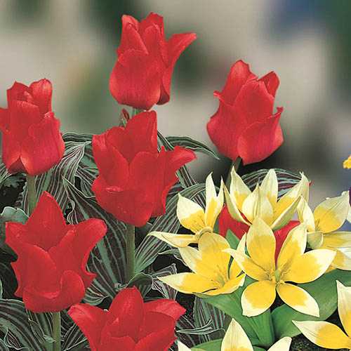 Blooming Fast Drop In Bulb Planter Balcony Beauty Pack Blooming Fast Drop In Bulb Planter Balcony Beauty Pack
