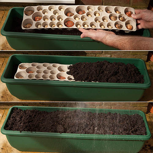 Blooming Fast Drop In Bulb Planter Balcony Beauty Pack Blooming Fast Drop In Bulb Planter Balcony Beauty Pack