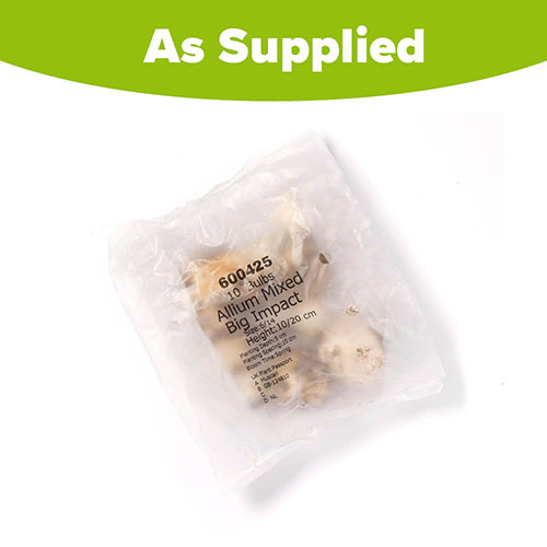 Allium Big Impact Mix Allium Big Impact Mix