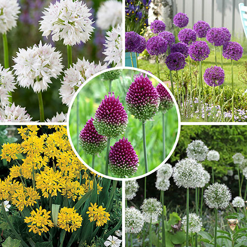 Allium Value Collection