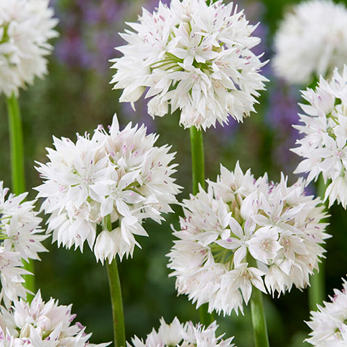 Allium Value Collection Allium Value Collection