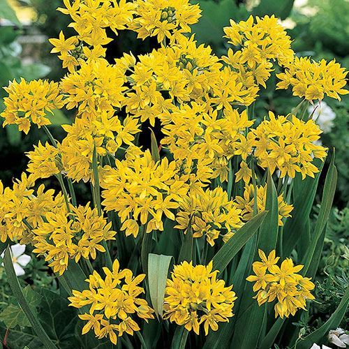 Allium Value Collection Allium Value Collection