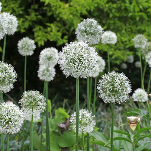 Allium Value Collection Allium Value Collection