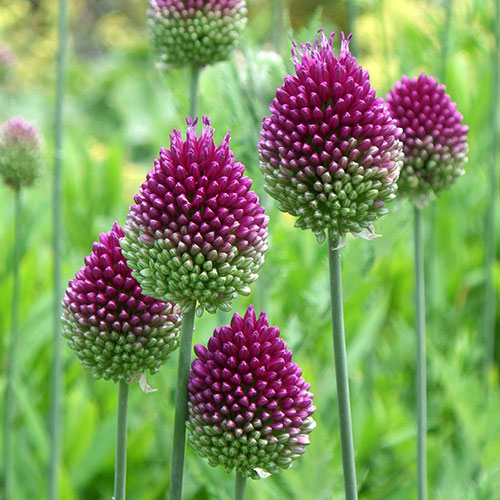 Allium Value Collection Allium Value Collection
