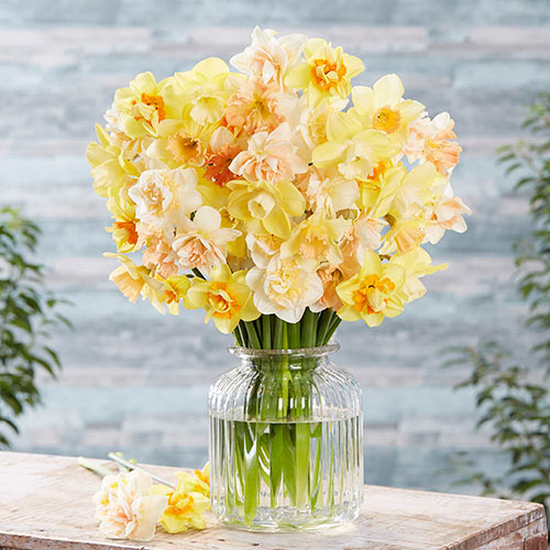 Narcissus Citrus Sorbet Mix Narcissus Citrus Sorbet Mix