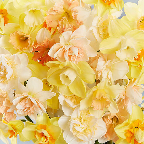 Narcissus Citrus Sorbet Mix Narcissus Citrus Sorbet Mix