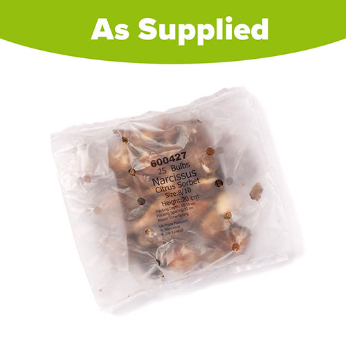 Narcissus Citrus Sorbet Mix Narcissus Citrus Sorbet Mix