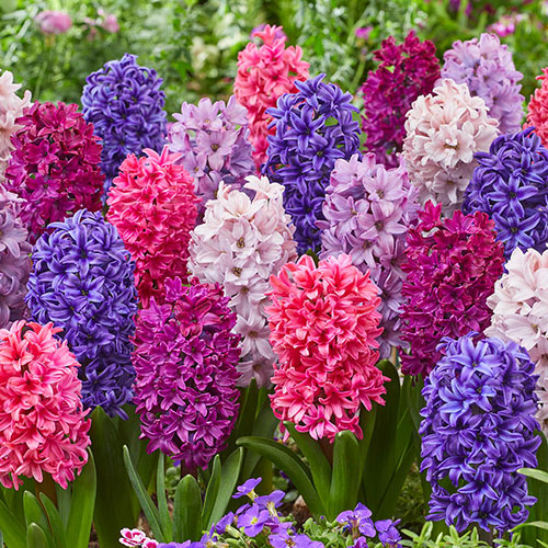 Hyacinth Berries and Cream Mix