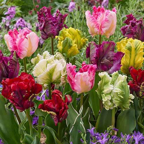Tulip Parrot Mix