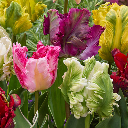 Tulip Parrot Mix Tulip Parrot Mix
