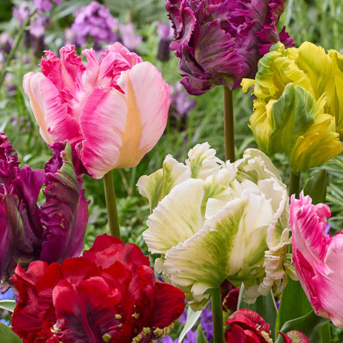 Tulip Parrot Mix Tulip Parrot Mix