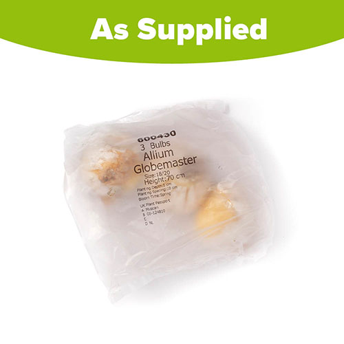 Allium Globemaster Allium Globemaster