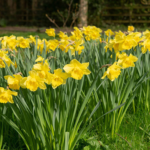 Narcissus King Alfred Narcissus King Alfred