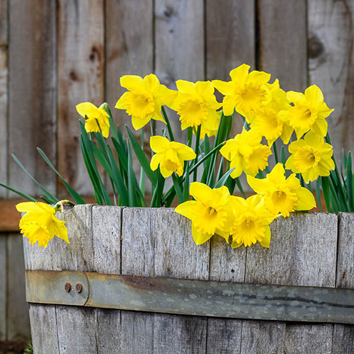 Narcissus King Alfred Narcissus King Alfred
