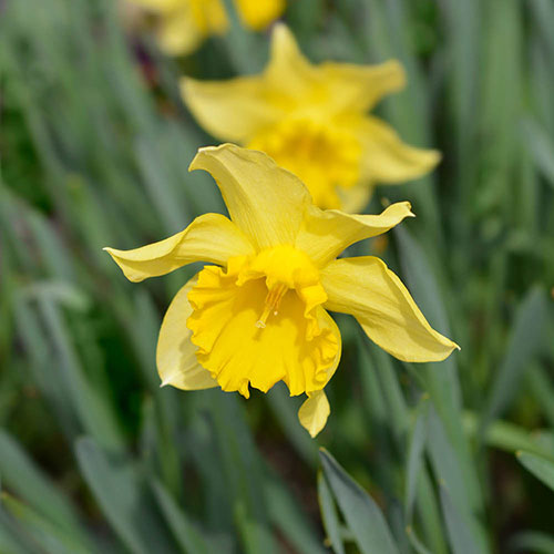 Narcissus King Alfred Narcissus King Alfred