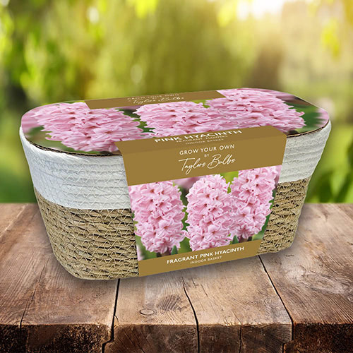 Fragrant Pink Hyacinth Indoor Wicker Basket