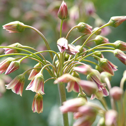 Allium Bulgaricum Allium Bulgaricum