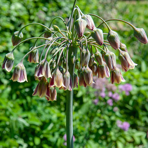 Allium Bulgaricum Allium Bulgaricum