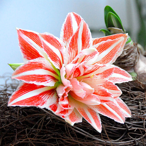Amaryllis Dancing Queen Amaryllis Dancing Queen