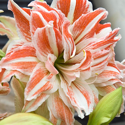 Amaryllis Dancing Queen Amaryllis Dancing Queen