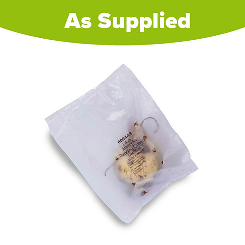 Amaryllis Dancing Queen Amaryllis Dancing Queen