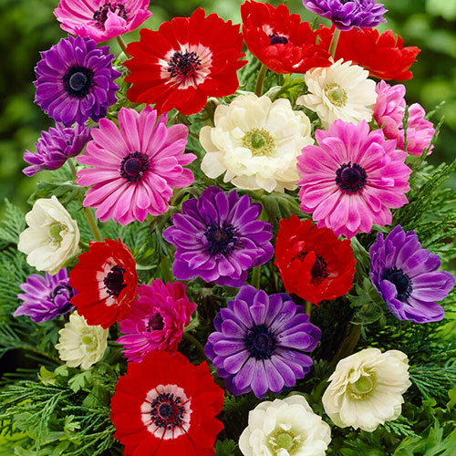 Anemone St Brigid Mixed