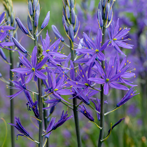 Camassia quamash Camassia quamash