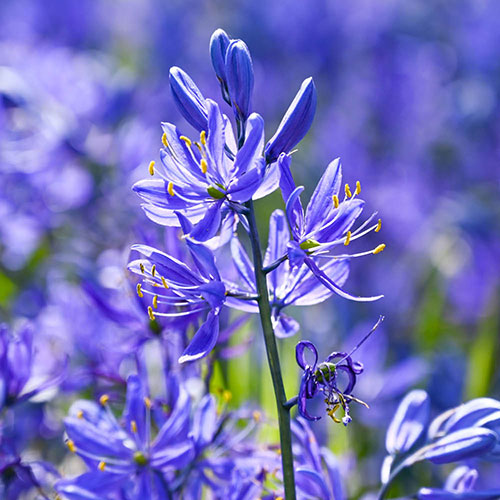 Camassia quamash Camassia quamash