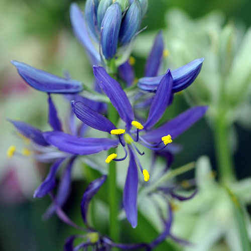 Camassia quamash Camassia quamash