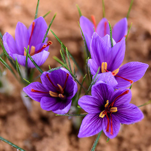 Saffron Crocus