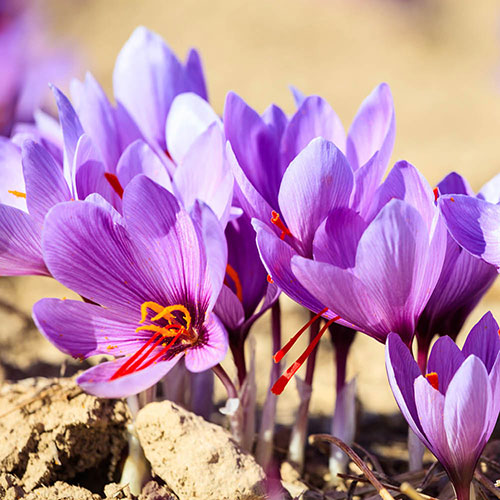 Saffron Crocus Saffron Crocus