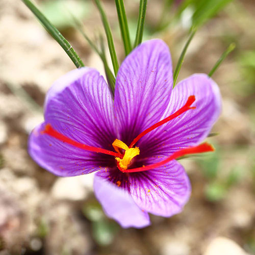Saffron Crocus Saffron Crocus