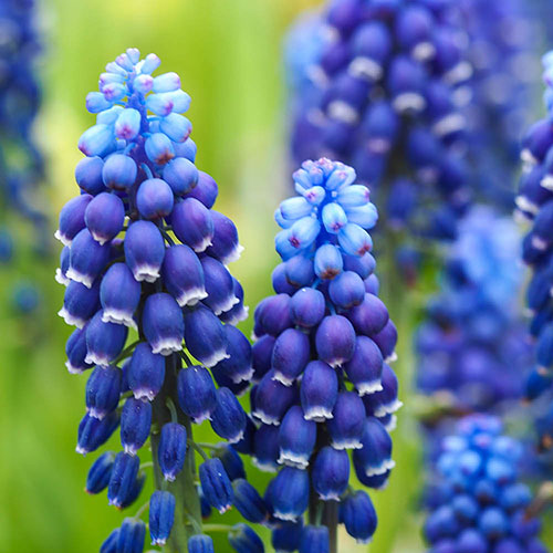 Muscari Joyce Spirit Muscari Joyce Spirit