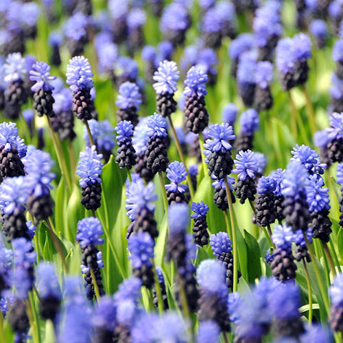 Muscari latifolium Muscari latifolium
